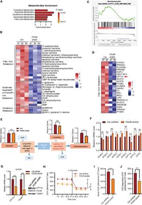 FDXR drives primary and endocrine-resistant tumor cell growth in ER+ breast cancer via CPT1A-mediated fatty acid oxidation